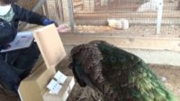 インドクジャクが持つ数を数える能力を解明 ～ダーウィンから続く謎に新たな手がかりを～（北里大学）