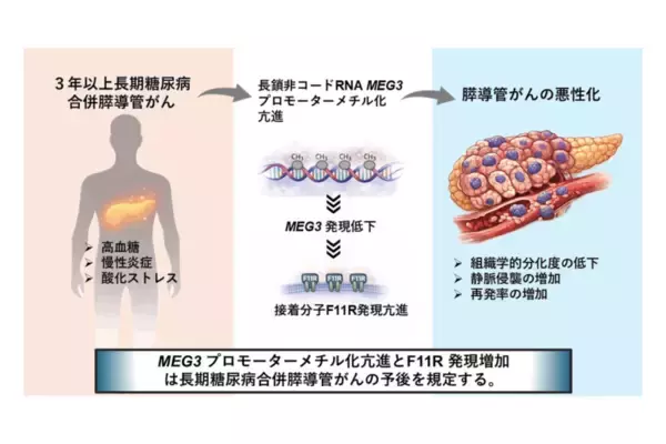 「弘前大学の水上浩哉教授らの研究グループが長期糖尿病合併膵導管がんの新規発症機序を解明 ― MEG3、F11Rを標的とした新たな治療法の確立に期待」の画像
