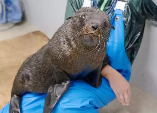 【京都水族館】オットセイの赤ちゃん3月に展示エリアデビューへ「ちのわ」の成長見守る“推し活”スタンプラリー開催