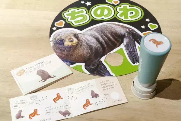 「【京都水族館】オットセイの赤ちゃん3月に展示エリアデビューへ「ちのわ」の成長見守る“推し活”スタンプラリー開催」の画像