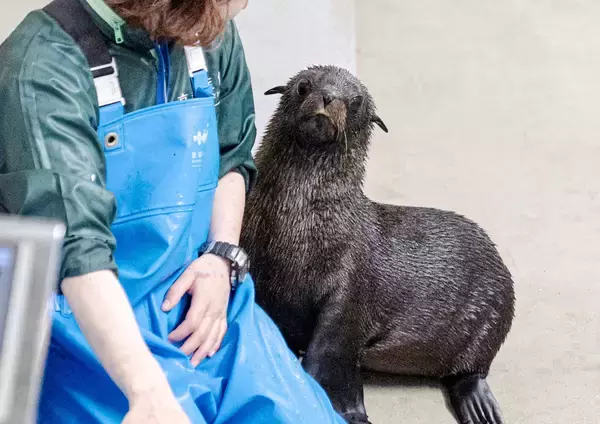 「【京都水族館】オットセイの赤ちゃん3月に展示エリアデビューへ「ちのわ」の成長見守る“推し活”スタンプラリー開催」の画像