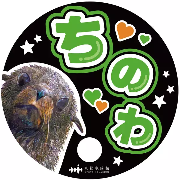 「【京都水族館】オットセイの赤ちゃん3月に展示エリアデビューへ「ちのわ」の成長見守る“推し活”スタンプラリー開催」の画像