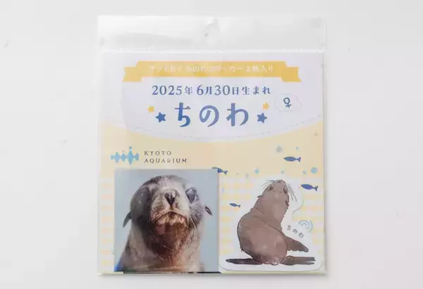 「【京都水族館】オットセイの赤ちゃん3月に展示エリアデビューへ「ちのわ」の成長見守る“推し活”スタンプラリー開催」の画像