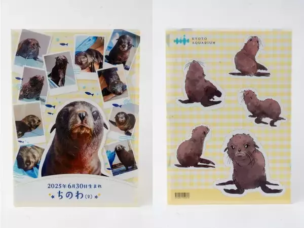 「【京都水族館】オットセイの赤ちゃん3月に展示エリアデビューへ「ちのわ」の成長見守る“推し活”スタンプラリー開催」の画像
