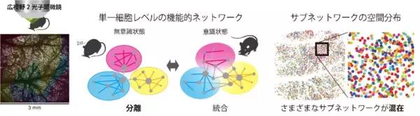 【横浜市立大学】意識・無意識脳での神経のつながり方の可視化に成功