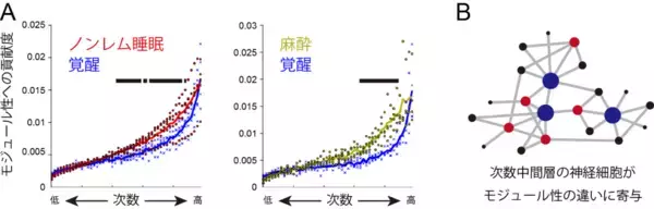 「【横浜市立大学】意識・無意識脳での神経のつながり方の可視化に成功」の画像