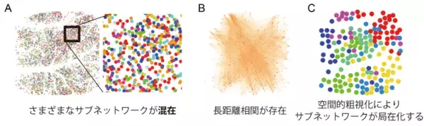 「【横浜市立大学】意識・無意識脳での神経のつながり方の可視化に成功」の画像