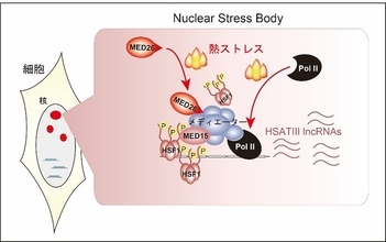 【横浜市立大学】熱ストレス応答時における核内ストレス体の形成メカニズムの解明