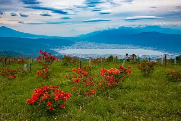 「高ボッチ高原でレンゲツツジの花咲く季節『高ボッチ高原レンゲツツジめぐり』が始まります。」の画像