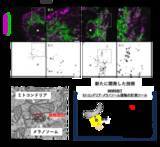 「【学習院大学・岡山理科大学・東京都健康長寿医療センター・金沢大学・東京大学】ミトコンドリアとメラノソームの接触がメラニン色素形成を制御−メラニン色素形成を支える細胞内機構を解明−」の画像1