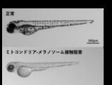 「【学習院大学・岡山理科大学・東京都健康長寿医療センター・金沢大学・東京大学】ミトコンドリアとメラノソームの接触がメラニン色素形成を制御−メラニン色素形成を支える細胞内機構を解明−」の画像3