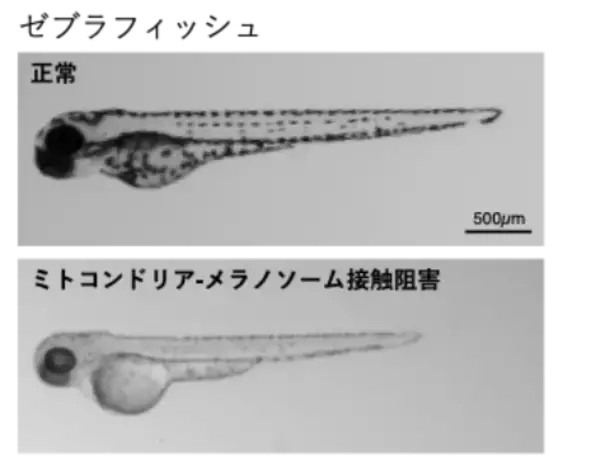 「【学習院大学・岡山理科大学・東京都健康長寿医療センター・金沢大学・東京大学】ミトコンドリアとメラノソームの接触がメラニン色素形成を制御−メラニン色素形成を支える細胞内機構を解明−」の画像