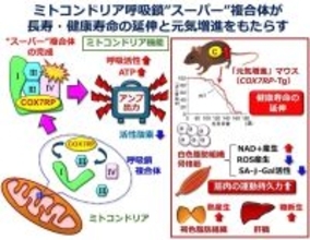 【埼玉医科大学】ミトコンドリアの呼吸出力を上げる"アンプ"が健康寿命を延伸させる ～呼吸鎖の"スーパー"複合体を完成させるラストピース「COX7RP」による元気増強メカニズム～