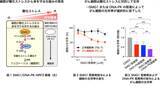 「【横浜市立大学】がん細胞が酸化ストレスから身を守り生存する仕組みを発見」の画像1