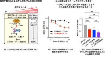 【横浜市立大学】がん細胞が酸化ストレスから身を守り生存する仕組みを発見