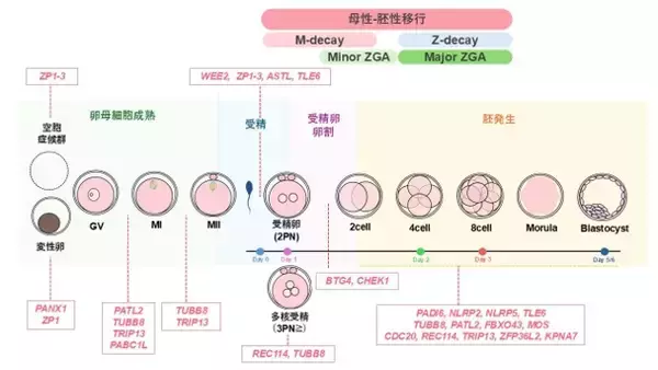 体外受精を繰り返しても卵子・胚の発育が進まない不妊女性の遺伝的背景を日本で初めて解明―不妊治療もゲノムの時代へ