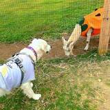 「愛犬と楽しむ「那須千本松牧場」ドッグランが春のリニューアル！」の画像12