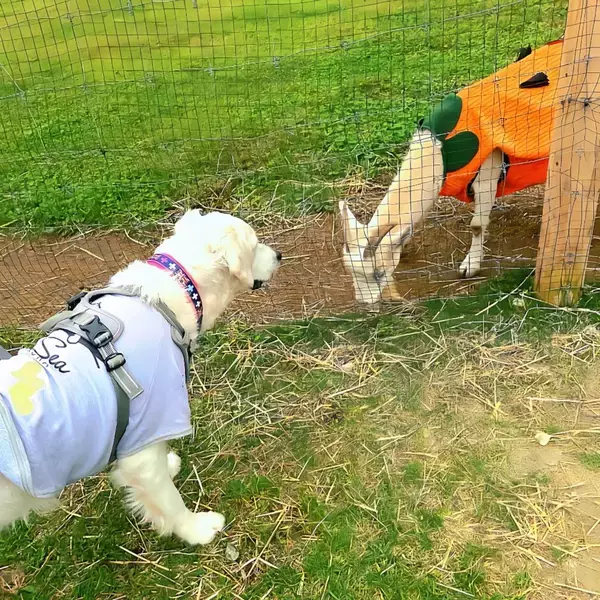 「愛犬と楽しむ「那須千本松牧場」ドッグランが春のリニューアル！」の画像