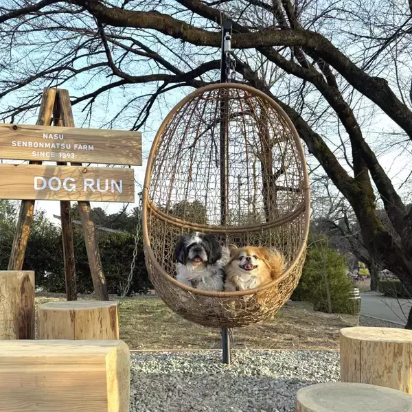 「愛犬と楽しむ「那須千本松牧場」ドッグランが春のリニューアル！」の画像