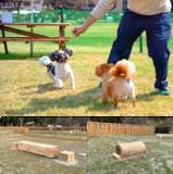 「愛犬と楽しむ「那須千本松牧場」ドッグランが春のリニューアル！」の画像16