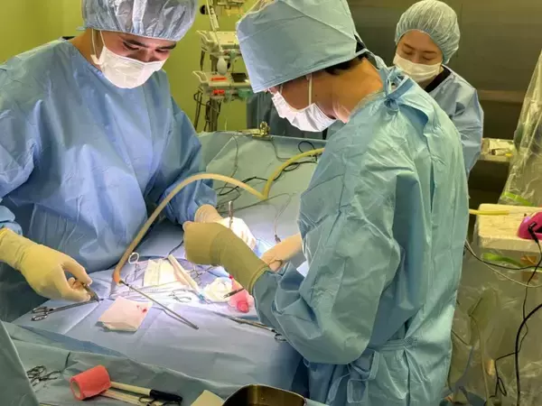 「日本獣医生命科学大学付属動物医療センターで多摩動物公園のレッサーパンダを検査・治療 ― 希少動物の保全、研究及び教育に関する協定に基づき」の画像