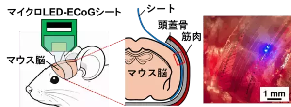 「【名城大学】マウス脳を広域カバーするフィルム型神経デバイスを開発 ～大脳皮質頭頂部から側頭深部まで光刺激と神経記録を同時に実現～」の画像