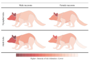 森林総合研究所と日本獣医生命科学大学が共同でアライグマにおけるマダニの寄生状況を調査 ― より多くのマダニを運ぶアライグマはオス、顔と耳に集中するマダニ寄生