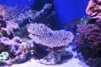 【立教大学】神奈川県・佐島漁港で南方系テーブル状サンゴが水揚げ－日本国内における公的な最北限の分布記録－