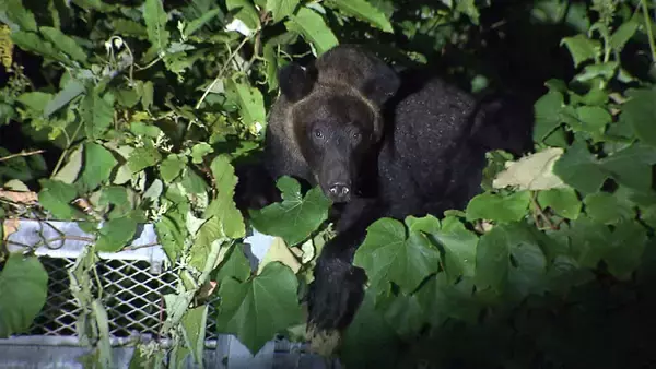 「「TOKYO WOOD LIFE 2040 山と木と東京」5月1日よりGOOD DESIGN Marunouchiなど4会場で開催」の画像