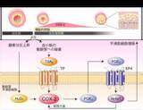 「【横浜市立大学】動脈管開存症に対するシクロオキシゲナーゼ阻害薬の投与タイミングに新たな科学的根拠」の画像1