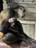 「ジェフロイクモザルの赤ちゃんが誕生しました。東武動物公園に新しい仲間が加わりました」の画像1