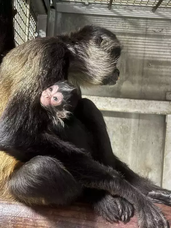 ジェフロイクモザルの赤ちゃんが誕生しました。東武動物公園に新しい仲間が加わりました