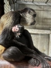 ジェフロイクモザルの赤ちゃんが誕生しました。東武動物公園に新しい仲間が加わりました