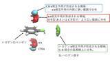 「【昭和医科大学】医薬品の設計に役立つ重要な「分子間相互作用」を3次元で解明 ― より効率的で合理的な創薬につながる新たな手がかり ―」の画像1