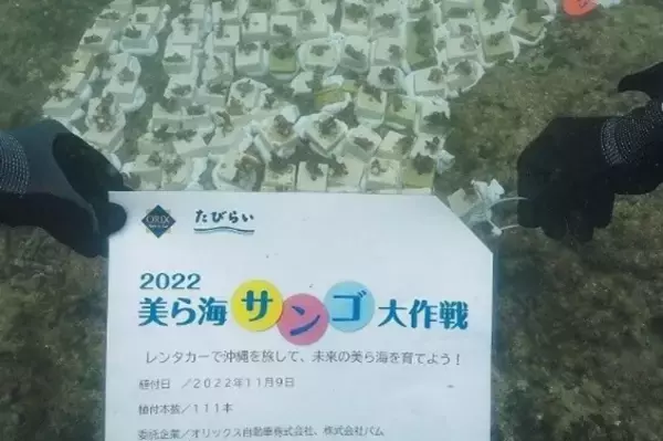 「【オリックス自動車】「美ら海サンゴ大作戦2022」キャンペーン結果報告 沖縄県浦添市港川の海に111本の養殖サンゴを移植」の画像