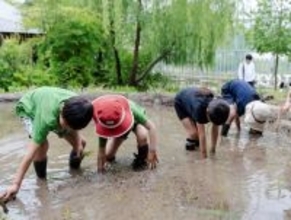 【京都水族館】年間パスポート会員限定の特別プログラム「里山教室 稲作部～やってみよう!お米づくり～」を開催