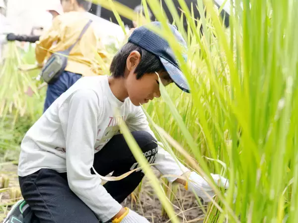 「【京都水族館】年間パスポート会員限定の特別プログラム「里山教室 稲作部～やってみよう!お米づくり～」を開催」の画像