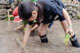 「【京都水族館】年間パスポート会員限定の特別プログラム「里山教室 稲作部～やってみよう!お米づくり～」を開催」の画像4