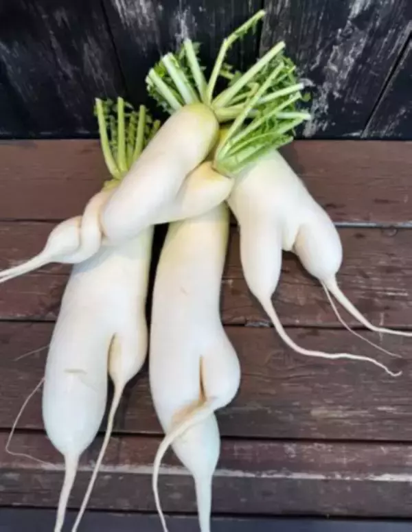 （三崎観光）規格外のやさいを使用した『大根梅ゆずピクルス』新発売！