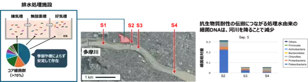 【東京農業大学（共同研究）】下水処理から多摩川へ：細菌たちの「役割」と「ゆくえ」を解明