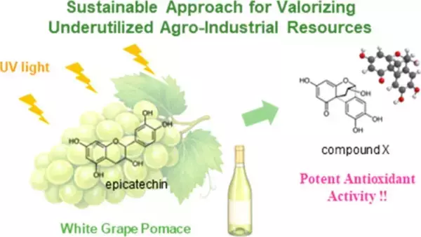 【昭和医科大学】廃棄ワイン残渣から“新規抗酸化物質”を創出 ― 紫外線でポリフェノールを変換、創薬・素材開発へ期待 ―