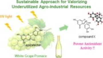 【昭和医科大学】廃棄ワイン残渣から“新規抗酸化物質”を創出 ― 紫外線でポリフェノールを変換、創薬・素材開発へ期待 ―