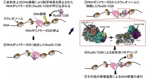 染色体上で遺伝子読み取りとDNA修復をつなぐ分子機構を解明 ―DNA修復を助ける染色体リモデリング装置の構造を解明―