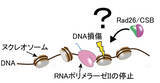 「染色体上で遺伝子読み取りとDNA修復をつなぐ分子機構を解明 ―DNA修復を助ける染色体リモデリング装置の構造を解明―」の画像2