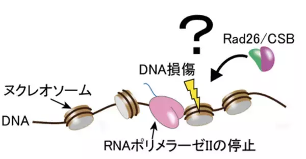 「染色体上で遺伝子読み取りとDNA修復をつなぐ分子機構を解明 ―DNA修復を助ける染色体リモデリング装置の構造を解明―」の画像