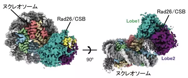 「染色体上で遺伝子読み取りとDNA修復をつなぐ分子機構を解明 ―DNA修復を助ける染色体リモデリング装置の構造を解明―」の画像