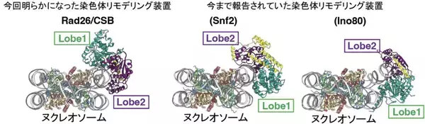 「染色体上で遺伝子読み取りとDNA修復をつなぐ分子機構を解明 ―DNA修復を助ける染色体リモデリング装置の構造を解明―」の画像