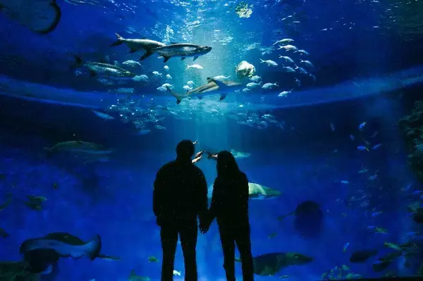 【甲南大学】神戸須磨シーワールドで学生企画「テンションシャチあがり！“スマ”イルフォトクエスト」が2月7日～15日に開催