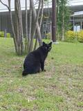 「【金城学院大学】カプセルから、ねこのおやつ！？学生制作のオリジナル販売機で地域猫を支援」の画像6