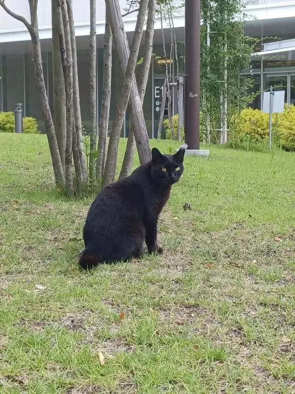 「【金城学院大学】カプセルから、ねこのおやつ！？学生制作のオリジナル販売機で地域猫を支援」の画像